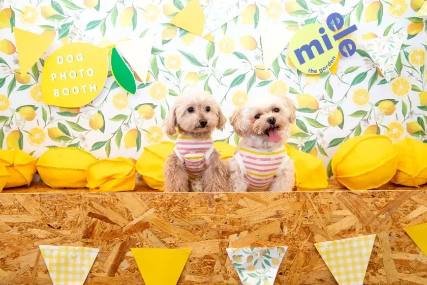 ○dog photospot_6