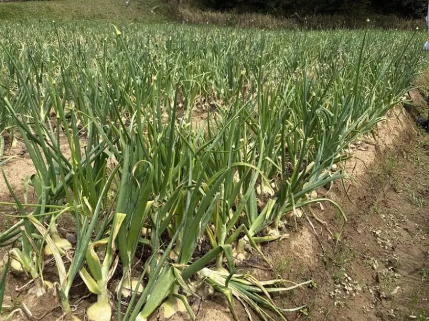 事例 西大和(農業体験、クラフト、地方創生セミナー) (7)