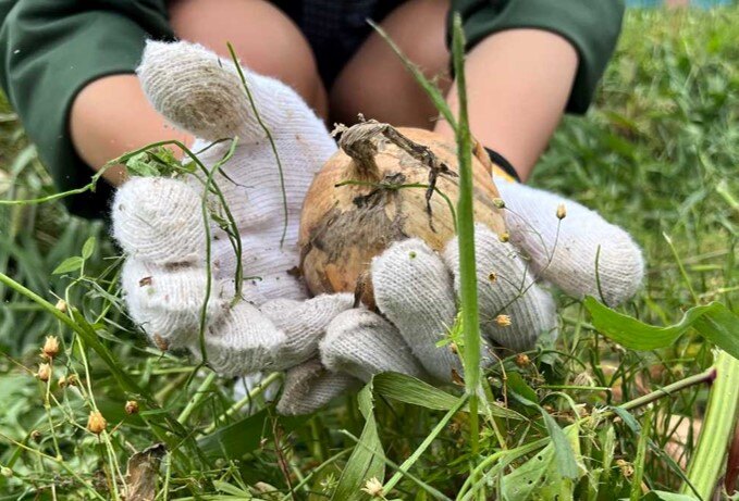 玉ねぎ狩り体験