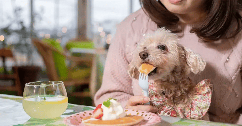 Dog_mtgarden_8