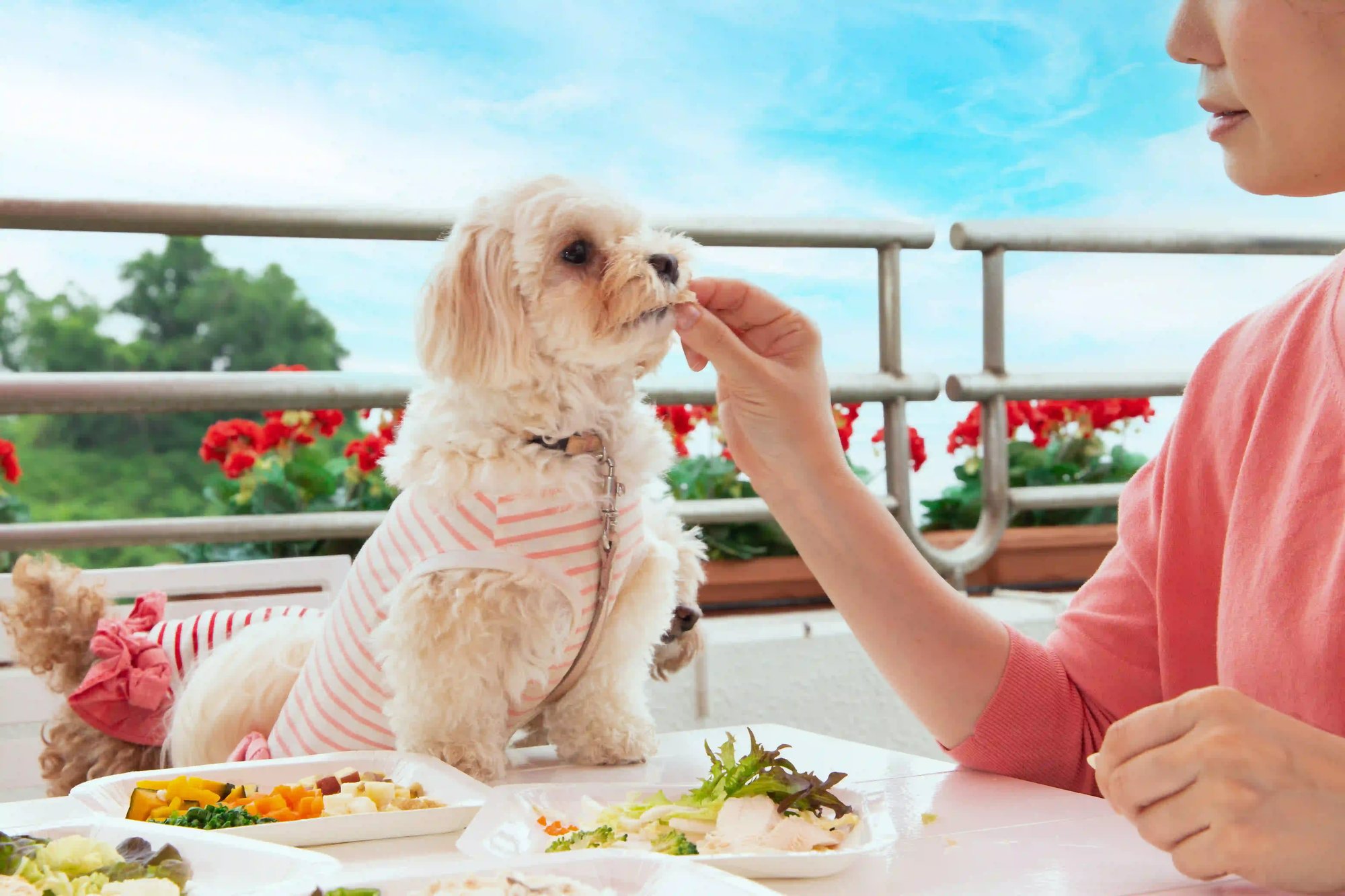 bbqwithdog