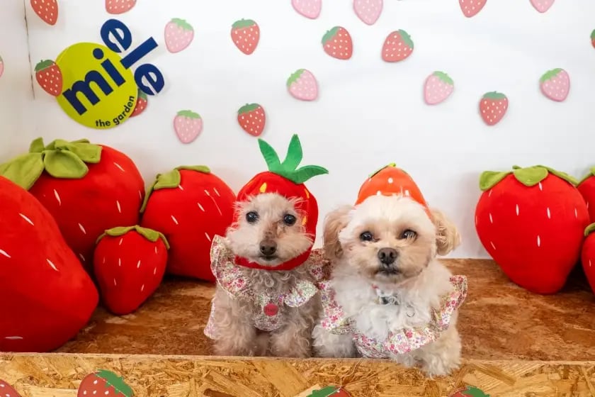 strawberry_4