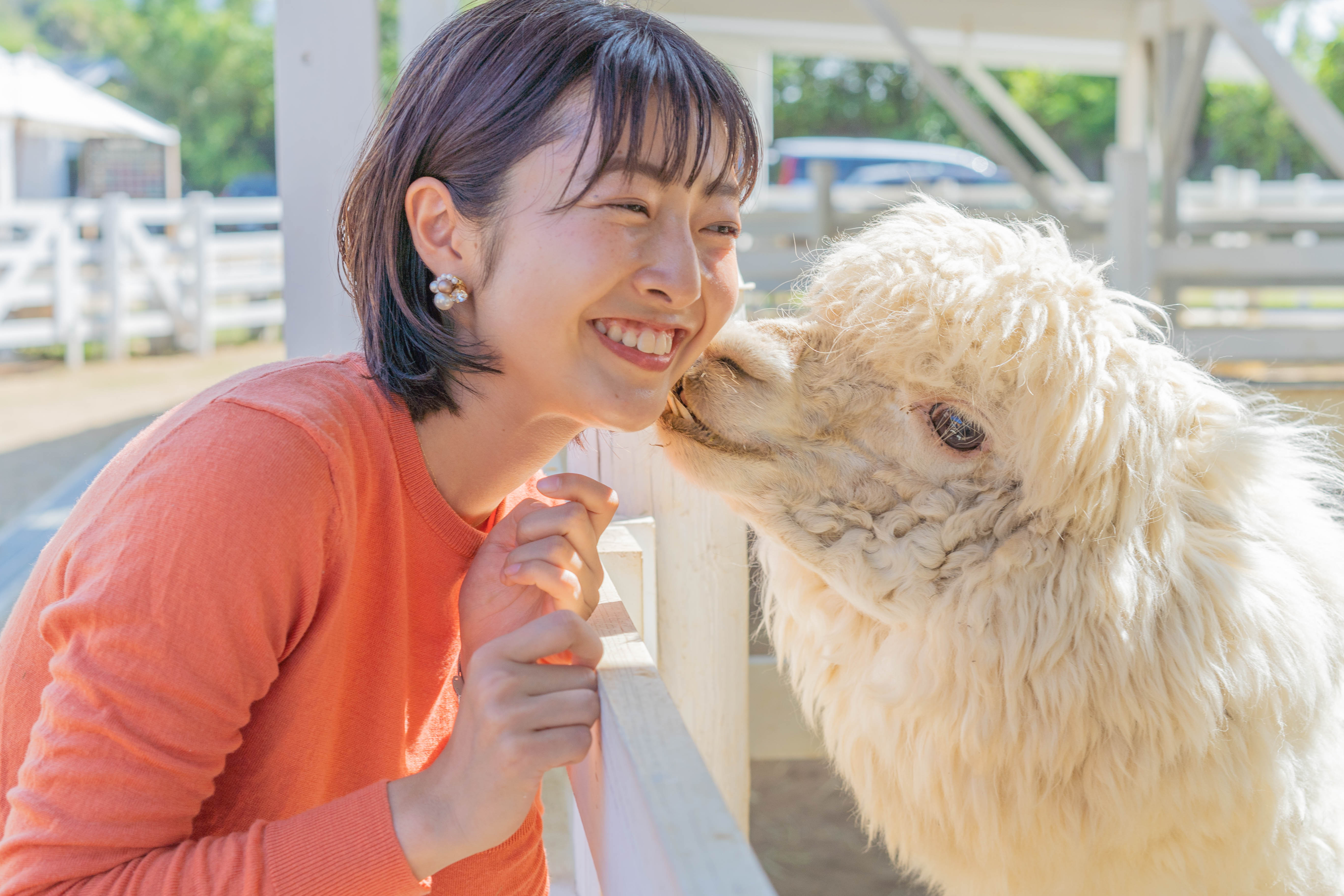 のじま動物園のアルパカ