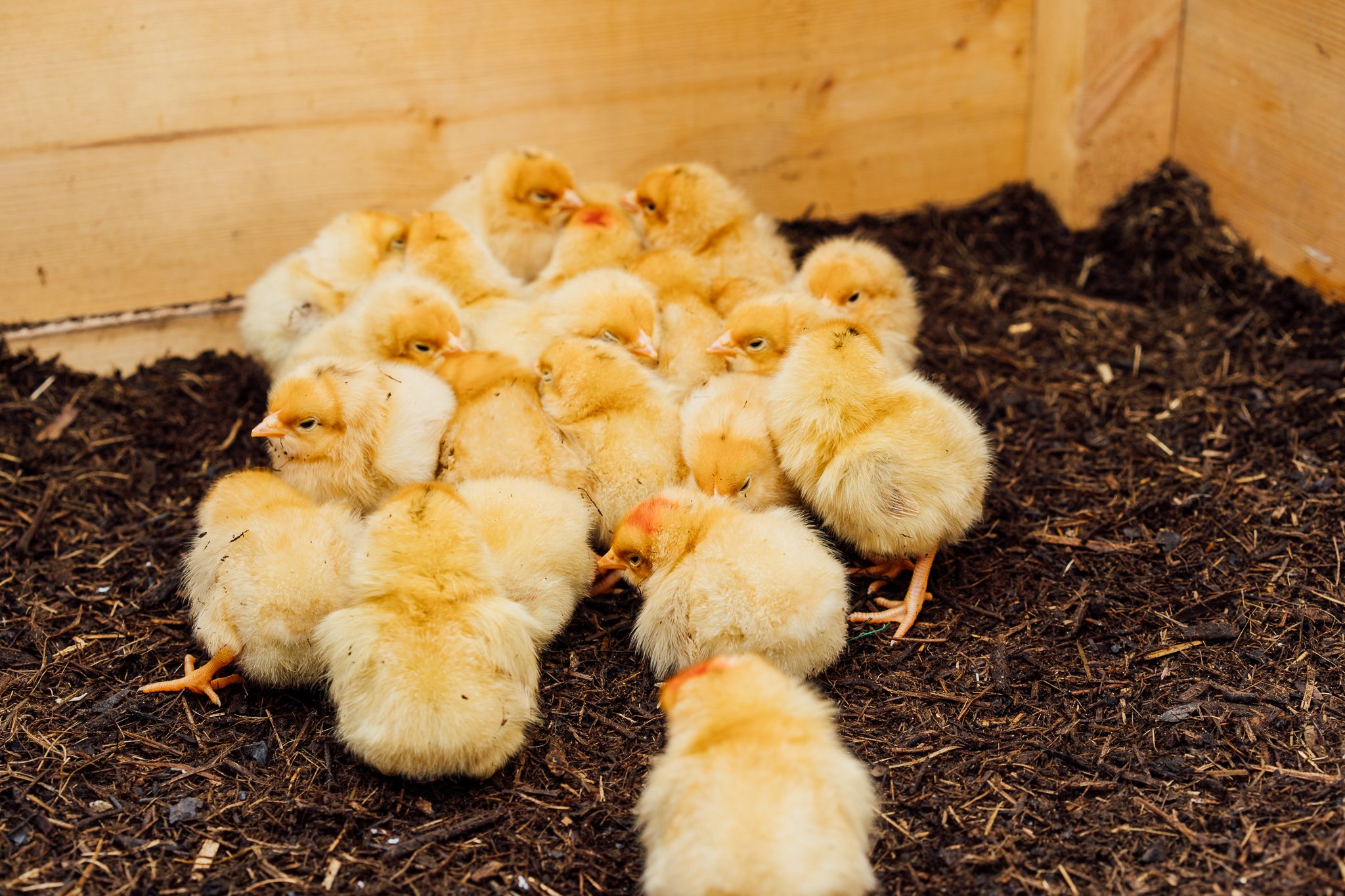 養鶏の裏側とは？